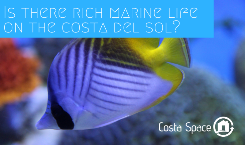 Is there rich marine life on the Costa del Sol?