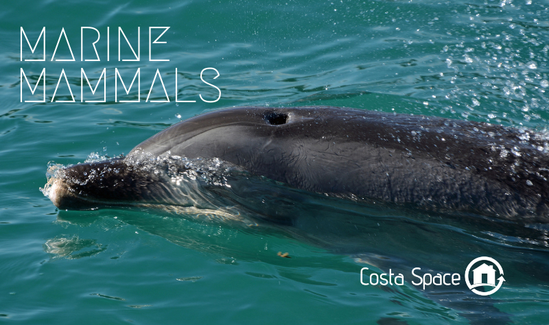Marine Mammals .png (697 KB)